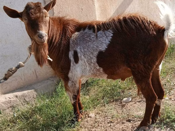تيس, Alpine goat — أوزبكستان