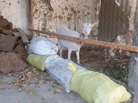 Ziege, Alpine goat — Foto 2