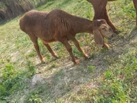 Schaf, Arashan sheep — Foto 3