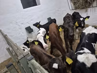 Toro, Russian Black pied cattle — foto 2
