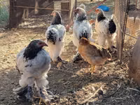 Brahma — Foto 3