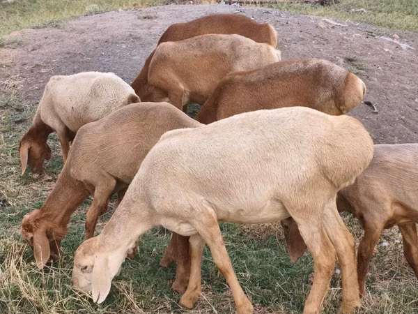 Schaf, Arashan sheep