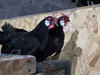 Chickens — Foto 3
