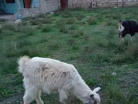 बकरा, Alpine goat — फ़ोटो 1