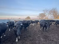 Сиыр, Swiss cattle — 8-сурет