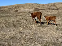 Sigir, Simmental cattle — 8-rasm