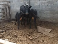 Sigir, Latvian Blue cattle — 3-rasm