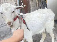 تيس, الماعز — الصورة 7