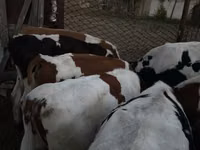 公牛, Swiss cattle — 照片 1