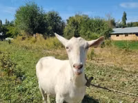 عنزة, Saanen goat — الصورة 7