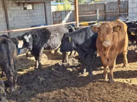 Bulle, Aberdeen-Angus — Foto 6