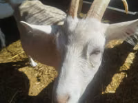 Ziege, Saanen goat — Foto 1