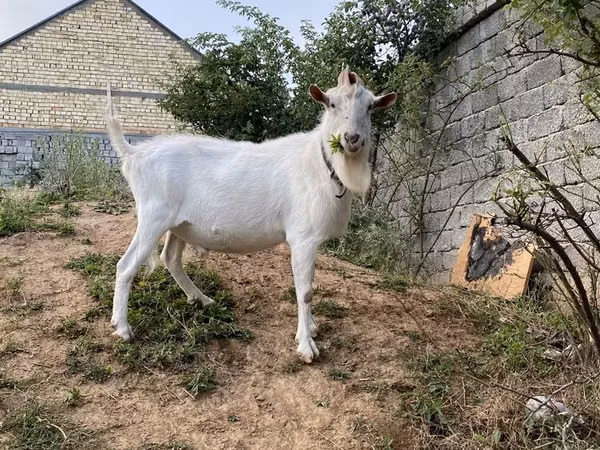 Ziegen (Partie, Geschlecht nicht angegeben), Saanen goat