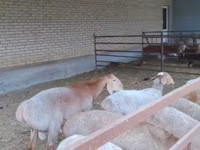 Widder, Arashan sheep — Foto 5