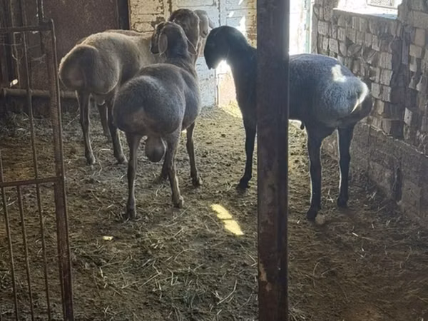 Widder, Arashan sheep