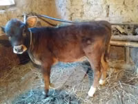 Sigir, Qoramol — 2-rasm