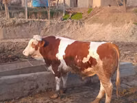 Buqa, Simmental cattle — 4-rasm