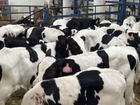 Bulle, Holstein-Rasse — Foto 3