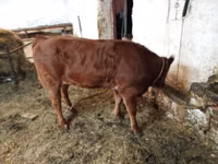 Vaca, Ganado vacuno — foto 5