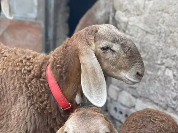 Widder, Arashan sheep