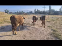 母牛, Russian Black pied cattle — 照片 3