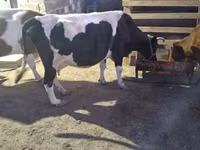 Kuh, Simmental cattle — Foto 2