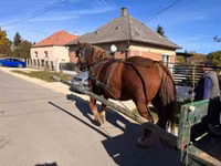 Yegua, Caballos — foto 7
