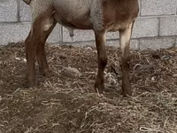 Carnero, Rhon sheep — foto 3