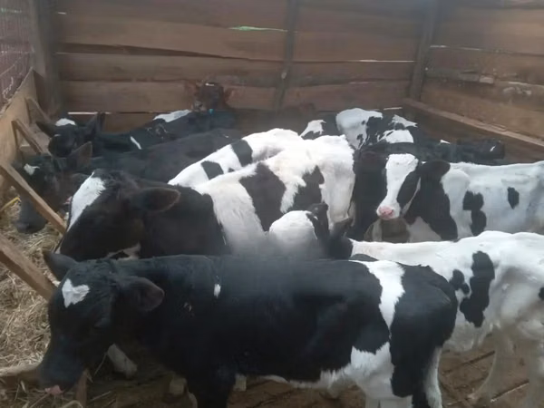 牛只（批次，未指定性别）, Russian Black pied cattle