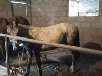 Hengst, Horse breed — Foto 1