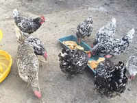 Chickens — Foto 2