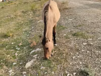 فرس, Azerbaijan horse — الصورة 3