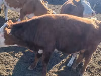 Bulle, Kasachische Weißkopfkuh — Foto 2