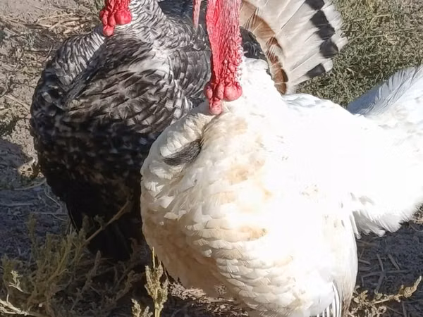 Turkeys — Kirgisistan