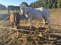 Hengst, Lipizzaner — Foto 7