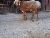 Qoʻchqor, Saryarka sheep — 1-rasm