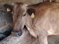 母牛, Cattle — 照片 2