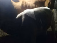 Bull, Simmental cattle — photo 1