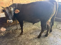 Bulle, Swiss cattle — Foto 1