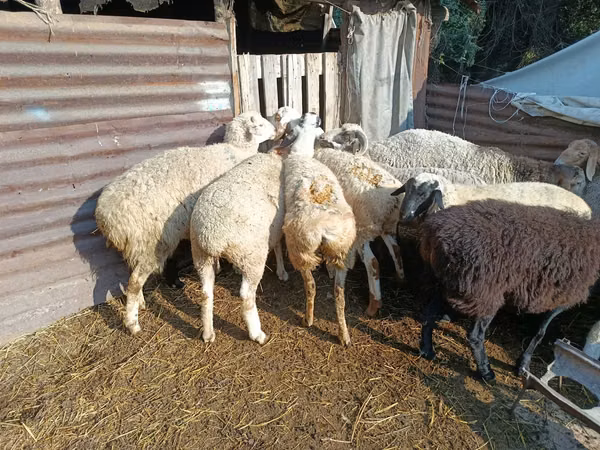 公羊, Sheep