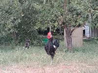 Chickens — Foto 3