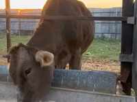 母牛, Swiss cattle — 照片 4