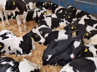 Bulle, Simmental cattle — Foto 5