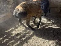 Widder, Rhon sheep — Foto 5