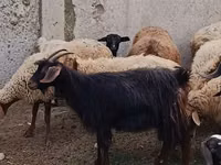 Ziegenbock, Ziegen — Foto 2