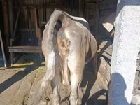 Kuh, Simmental cattle — Foto 2