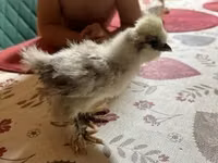 Silkie — photo 1