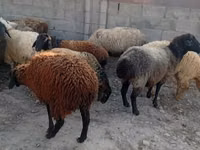 نعجة, الأغنام — الصورة 2