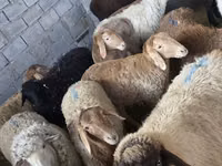 Sheep, Sheep — photo 1