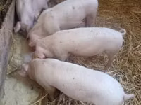 母猪, Pigs — 照片 2
